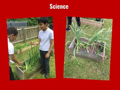 Image of Curriculum - Science - Harvesting