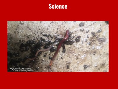 Image of Curriculum - Science - Minibeasts