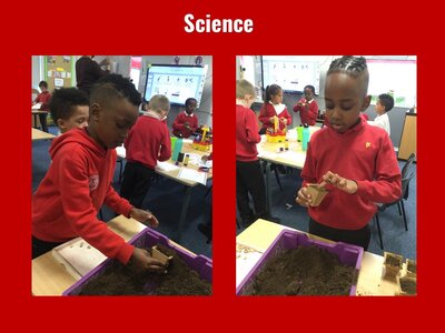 Image of Curriculum - Science - Plants