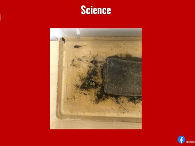 Image of Curriculum - Science - Tadpoles