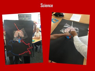 Image of Curriculum - Science - The Circulatory System Diagram