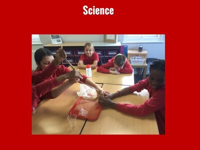 Image of Curriculum - Science - The Digestive System