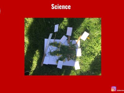 Image of Curriculum - Science - Our Wildlife Garden