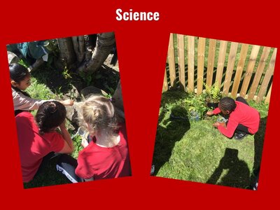 Image of Curriculum - Science - The School Wildlife Garden