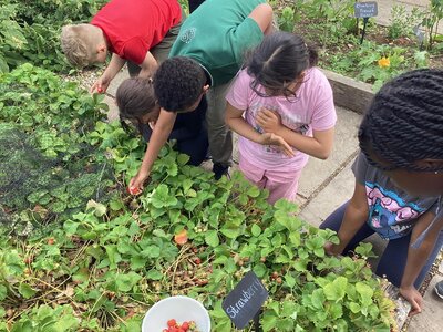 Image of Lineham Farm (Class 13 & Class 14) - Strawberry Picking