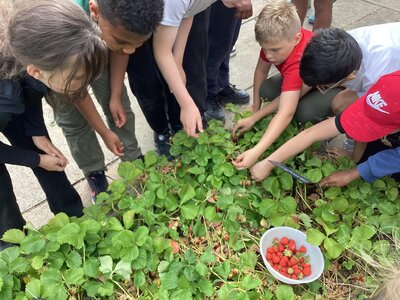 Image of Lineham Farm (Class 13 & Class 14) - Strawberry Picking