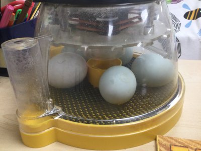 Image of Nursery - Ducklings 2026