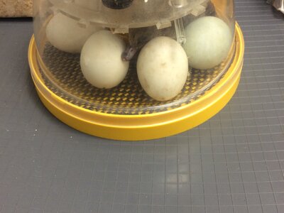 Image of Nursery - Ducklings 2025