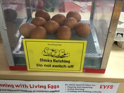 Image of Nursery - Eurovision and Hatching Chicks!