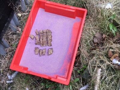 Image of Gardening & Wildlife Club - Motion Camera