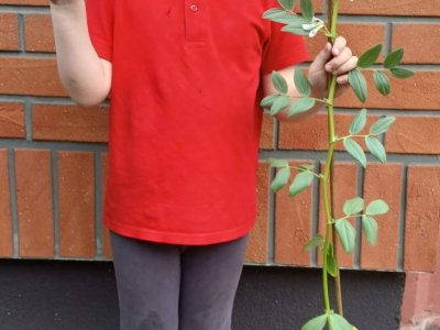 Image of Year 1 (Class 3) - Science - Grow your Own