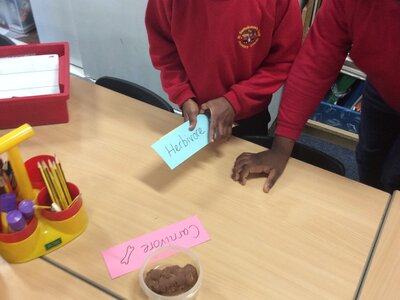 Image of Year 1 (Class 4) - Animal Diets
