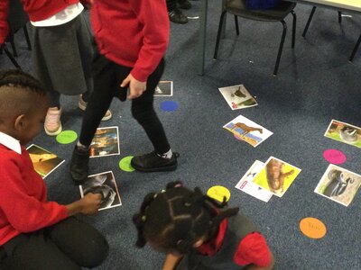 Image of Year 1 (Class 4) - Science - Animal Groups