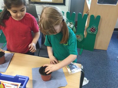 Image of Year 1 (Class 4) - Science - Planting Beans