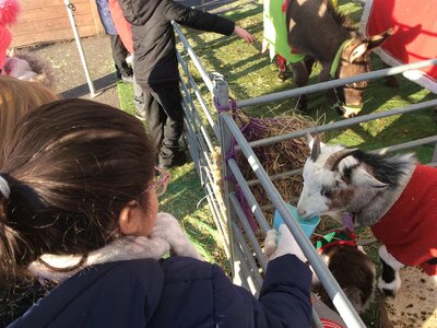 Image of Year 2 (Class 6) - Festive Farm