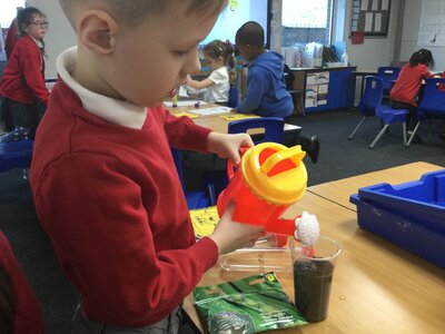 Image of Year 2 (Class 6) - Science - Plants