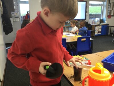 Image of Year 2 (Class 6) - Science - Plants