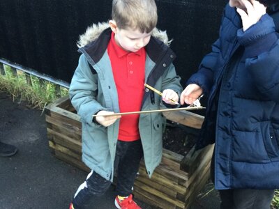 Image of Year 2 (Class 5) - Science - Living Things