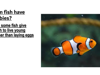 Image of Year 2 (Class 6) - Computing - Sealife PowerPoint Presentations