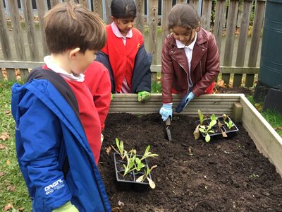 Image of Year 3 (Class 8) - Science - Grow to School Project