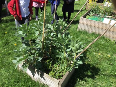 Image of Year 3 (Class 8) - Science - Grow to School Update (2026)