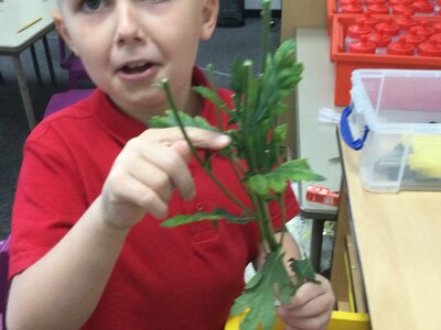 Image of Year 3 (Class 8) - Science - Plants and Water