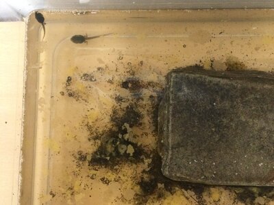 Image of Year 3 (Class 8) - Science - Tadpoles