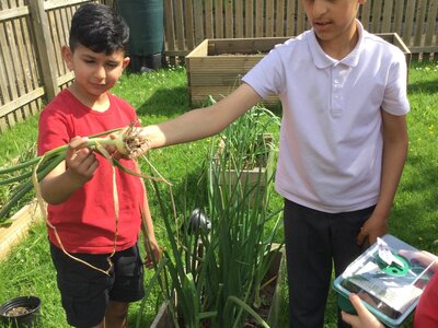 Image of Year 3 (Class 9) - Science - Crops & Wild Flowers