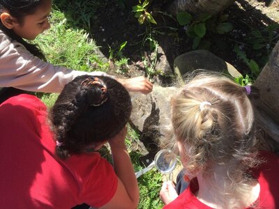 Image of Year 3 (Class 9) - Science - The School Wildlife Garden