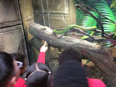 Image of ​Year 4 (Class 11) - Geography - Tropical World Trip