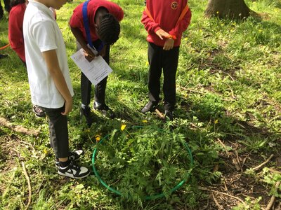 Image of Year 4 (Class 12) - Science - Flower Hunt