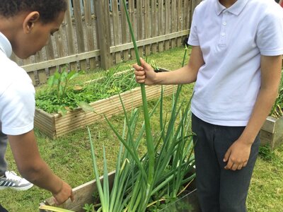 Image of Year 4 (Class 9) - Science - Harvesting