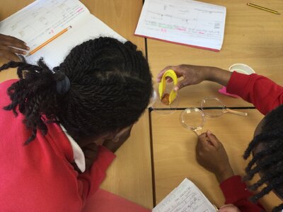 Image of Year 4 (Class 9) - Science - Substances and Teeth