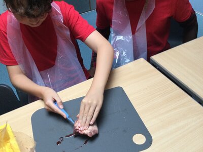 Image of Year 5 (Class 14) - Science - Dissecting Hearts