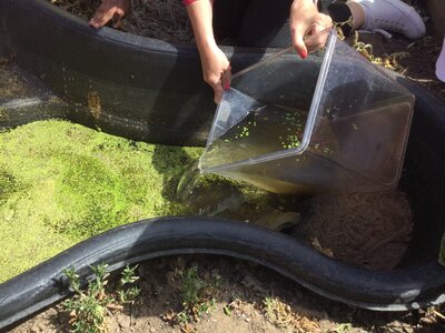 Image of Year 6 (Class 15) - Science - Life Cycles