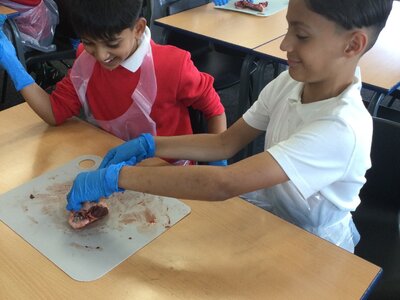 Image of Year 6 (Class 16) - Science - Dissecting Hearts