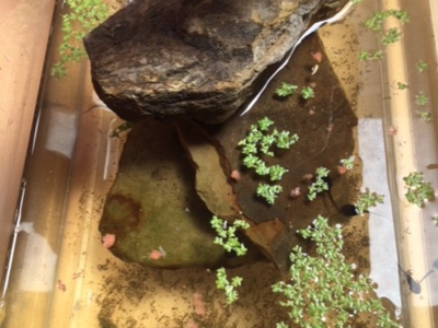 Image of Year 6 (Class 16) - Science - Frogs