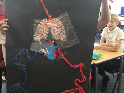 Image of Year 6 (Class 16) - Science - The Circulatory System