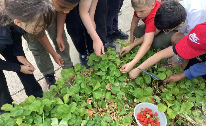 Image of Lineham Farm (Class 13 & Class 14) - Strawberry Picking