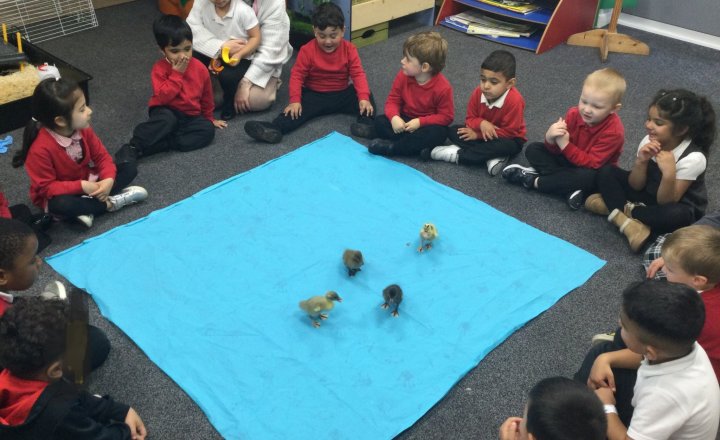 Image of Nursery - Ducklings