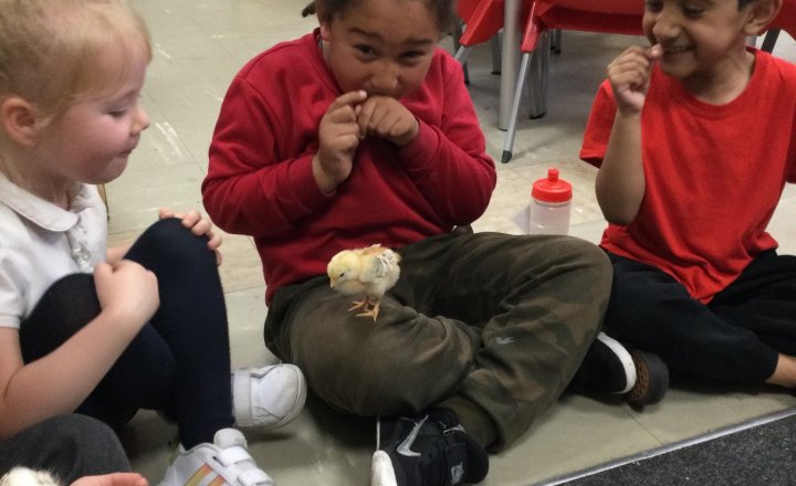 Image of Reception (Class 1) - Chick Arrival