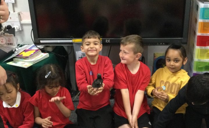 Image of Reception (Class 2) - Chick Arrival