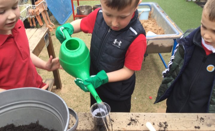 Image of Reception (Class 2) - Science - Planting Beans