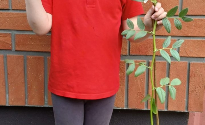 Image of Year 1 (Class 3) - Science - Grow your Own