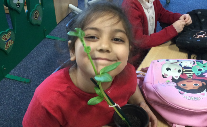 Image of Year 1 (Class 4) - Science - Beans