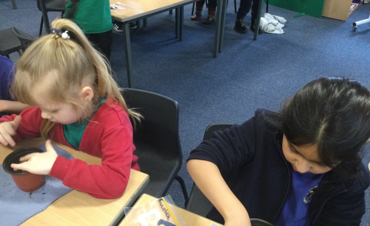 Image of Year 1 (Class 4) - Science - Planting Beans