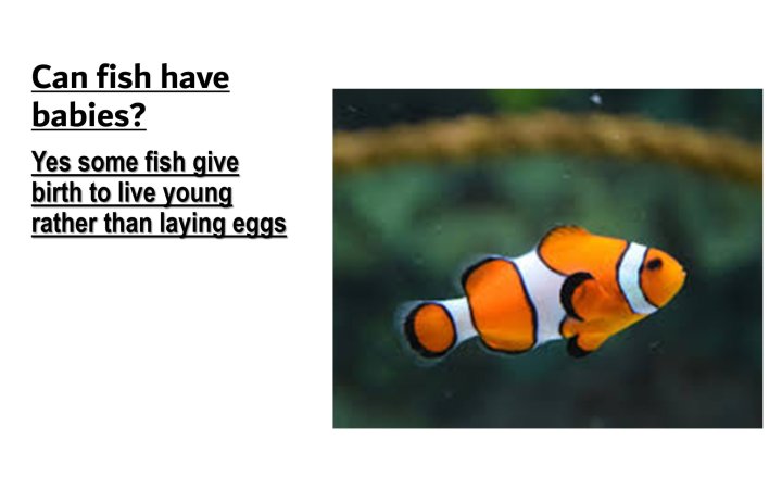 Image of Year 2 (Class 6) - Computing - Sealife PowerPoint Presentations