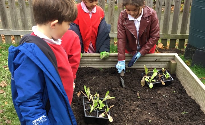 Image of Year 3 (Class 8) - Science - Grow to School Project