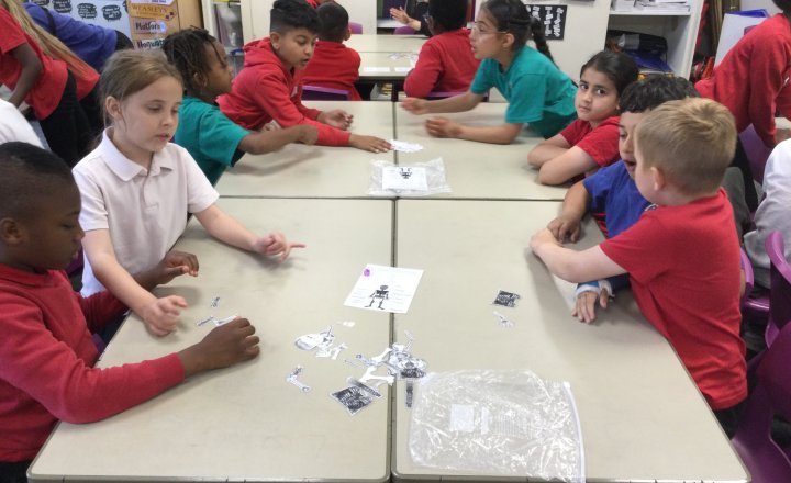 Image of Year 3 (Class 8) - Science - Human Skeletons