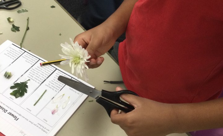 Image of Year 3 (Class 8) - Science - Plants and Water